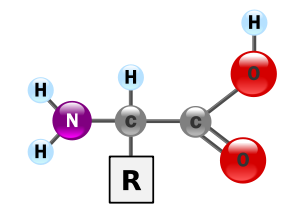 Algemene struktuur van α-aminosure.