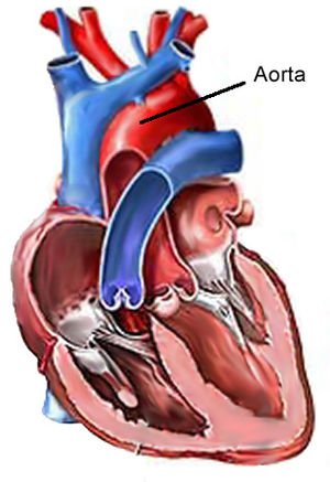 Die aorta word in rooi aangedui.