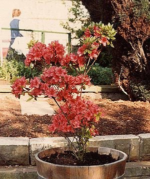 'n Asalea-plant (Rhododendron 'Hinodegiri').